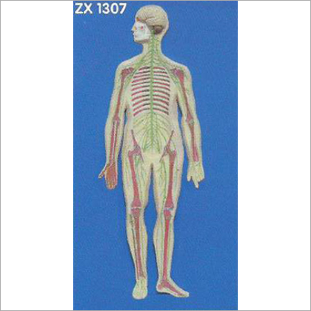 Human Nervous System