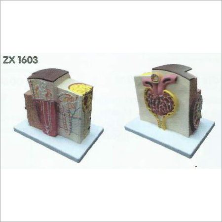 Kidney Microstructure Model