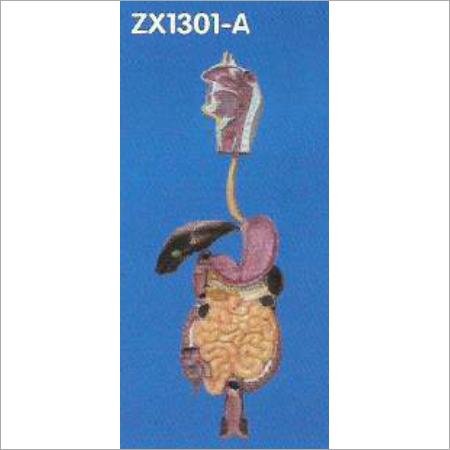 Human Digestive System Model