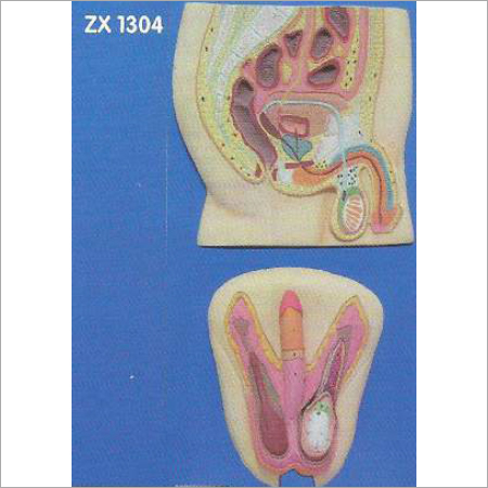 Human Reproductive System Male Model