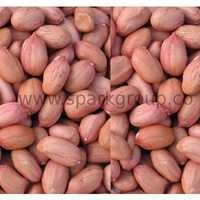 Indian Peanut / Groundnuts