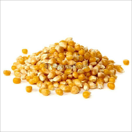 Yellow Maize