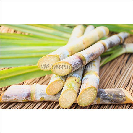 Sugarcane