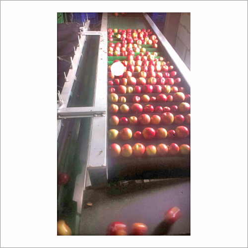 Fresh Apples