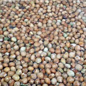 Masoor Dal
