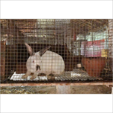 Breeding Rabbit
