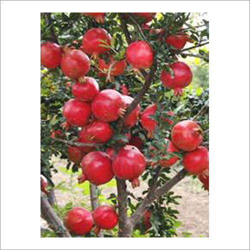 Raw Pomegranates