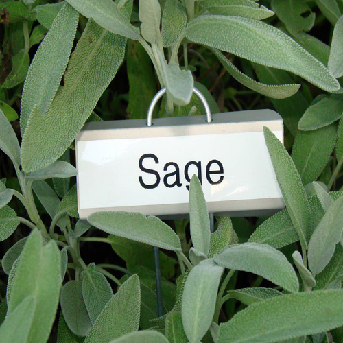Clary Sage Oil - 20ml Herbal Essential Oil, Antiseptic & Wound Healing, Skin Care and Oral Health Benefits, Memory Boosting & Fragrance Compound