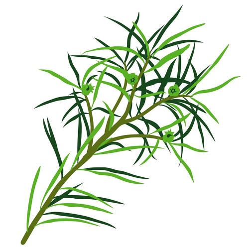 Tea Tree Oil Bulk Age Group: All Age Group