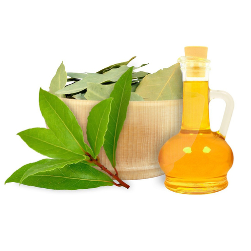 Laurel Leaf Oil Bulk Age Group: All Age Group