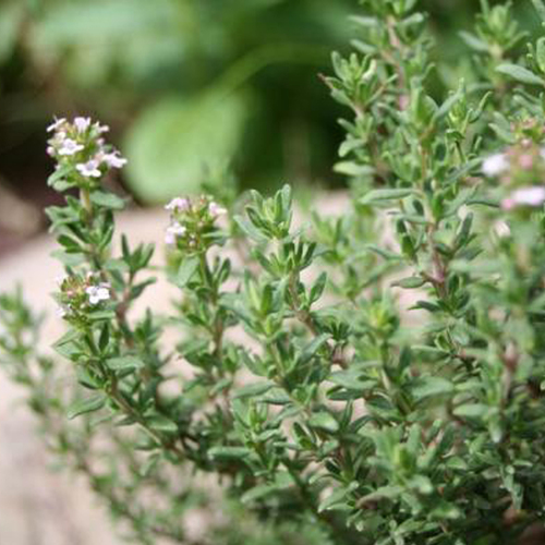 Thyme Oil - 100% Pure OLEUM THYMUS VULGARIS | Natural Herbal Essential Oil for Aromatherapy, Respiratory Support, Massage Relief, Antiseptic Action, 2-Year Shelf Life, Suitable for All Age Groups