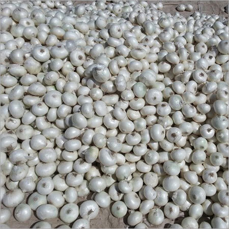 Fresh White Onion