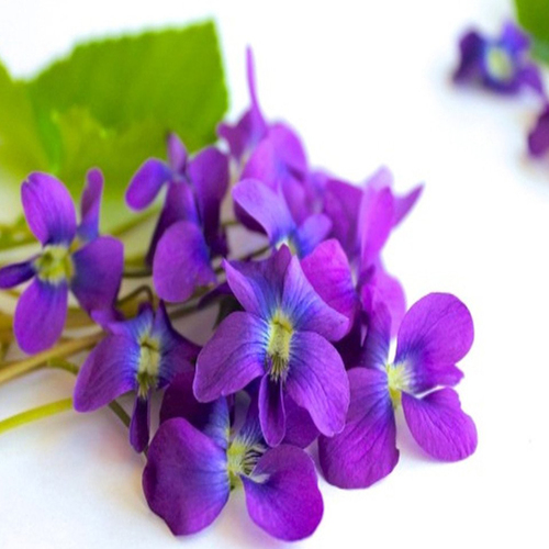 Violet Oil - Liquid Distillation of Violet Flowers | Boosts Memory, Brightens Skin, Balances Hair Oil