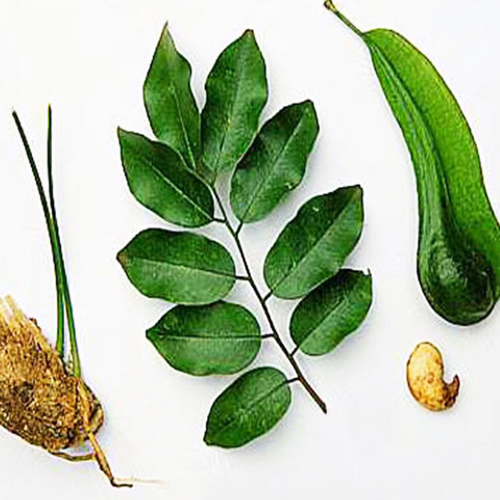 Balsam Oil Bulk Age Group: All Age Group