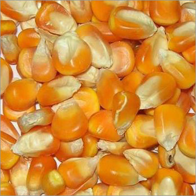 Organic Yellow Corn