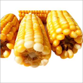 Organic Maize Corn