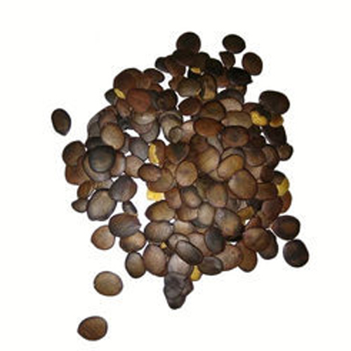 Akino Seeds