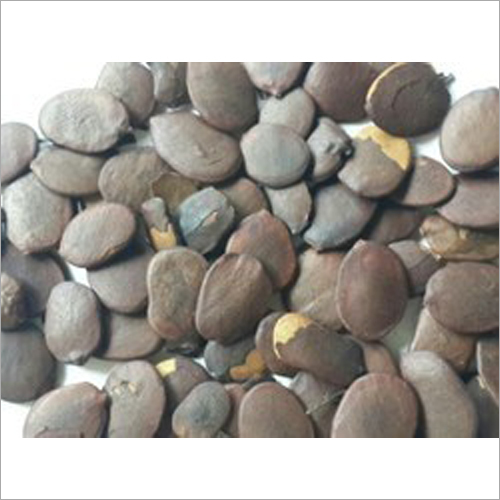 Alligator Kona Seeds