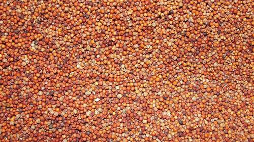 Ragi Seeds