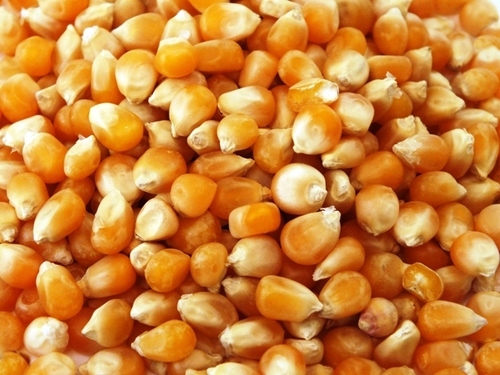 Yellow Maize Seeds