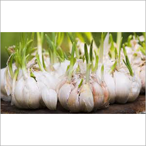 Fresh Dry Garlic