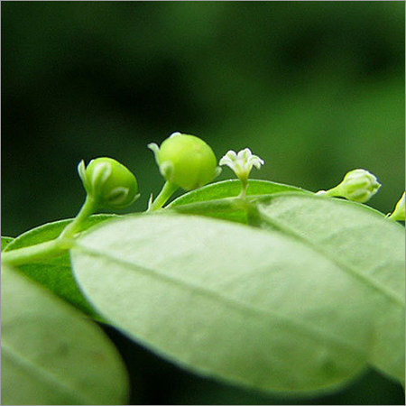 BHUMI AMLA (Phyllanthus Niruri) POWDER