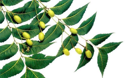 Neem Oil