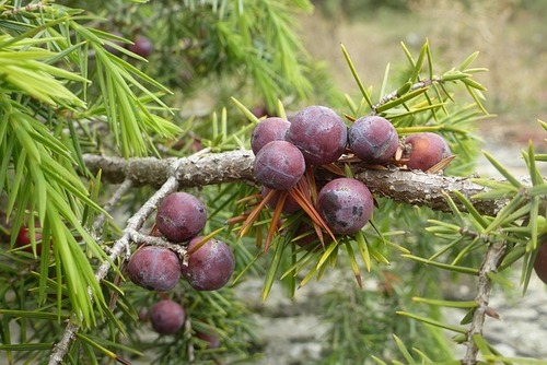 Juniper Berry Oil