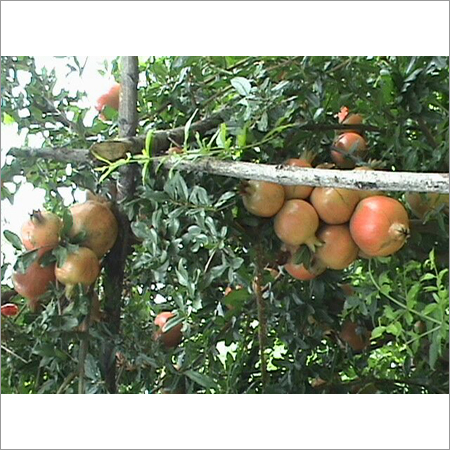 Fruit Farming Services - Expert Support for Apples, Oranges, Pomegranates | Complete Cycle Cultivation, High Yield, Organic Fertilizers, Integrated Pest Control