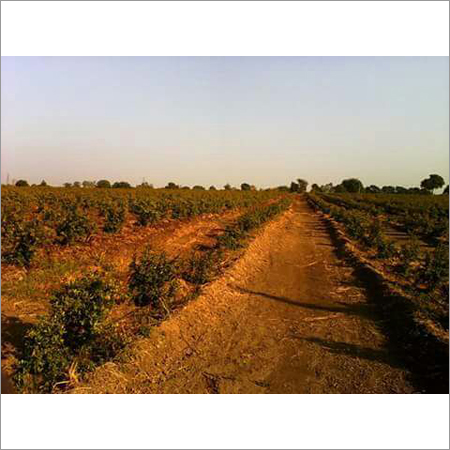 Contract Farming Services