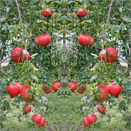 Anar Contract Farming services