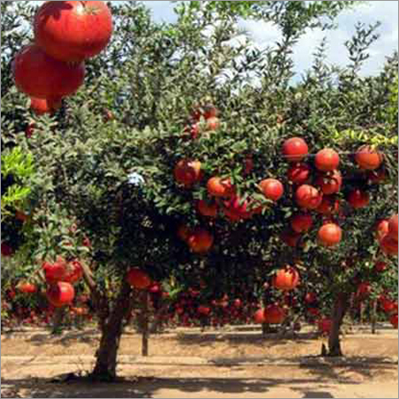 Turnkey Basis Contract Farming Services