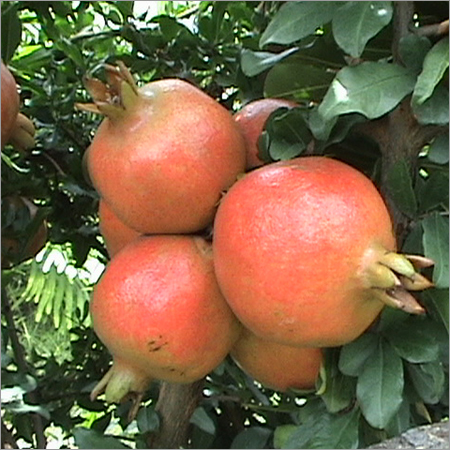 Pomegranate Plant Maintenance Services