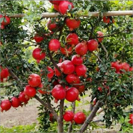 Pomegranate Farming