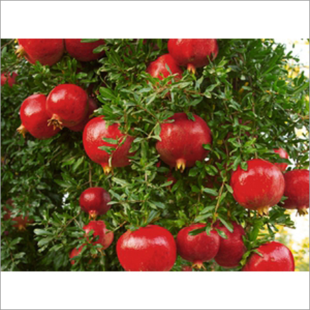 Pomegranate Contact Farming