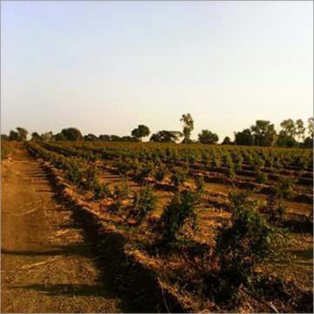 Organic Contract Farming