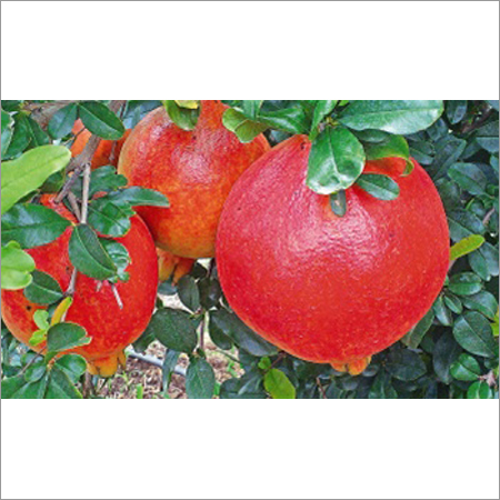 Export quality Pomegranate Procurement