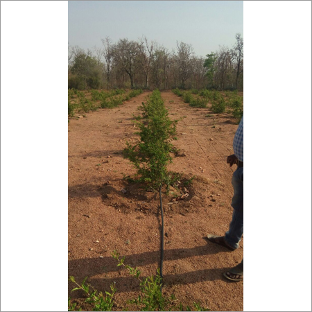 Plantation Assistance