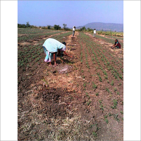 Plantation Advisory Services