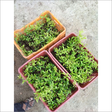 Fruits Plantation Service By KARADA HERBAL FARM PVT. LTD.