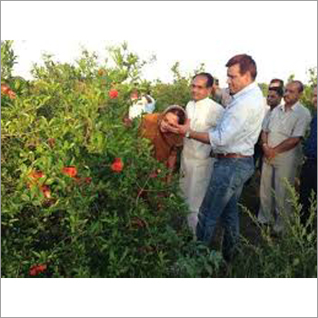 Pomegranate Plantation Inspection Services