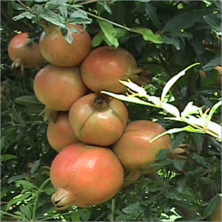 Pomegranate Plantation Services