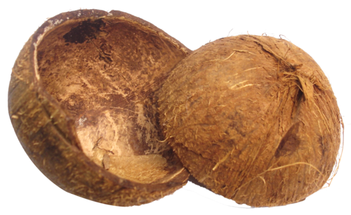 coconut shell