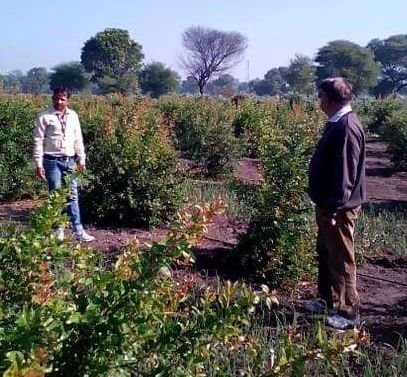 Stevia Contract Farming