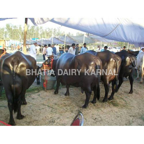 Black Murrah Buffalo - Premium Dairy Breed with Excellent Body Confirmation, Regular Breeder, Healthy Condition, Prolonged Lactation Cycle