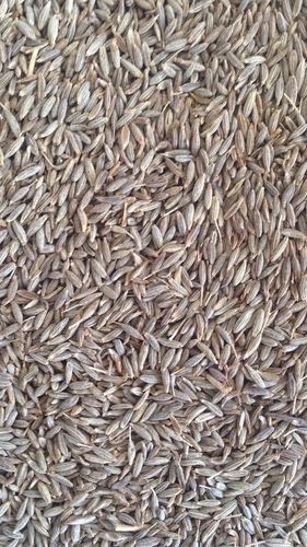 Cumin Seeds