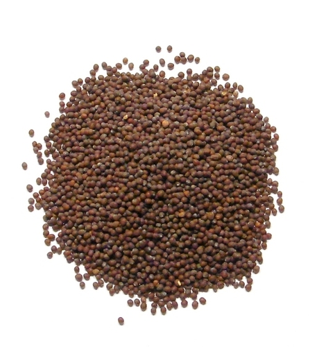 Brown Mustard Seeds By KANISHKA IMPEX