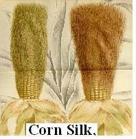 Corn Slik Tea