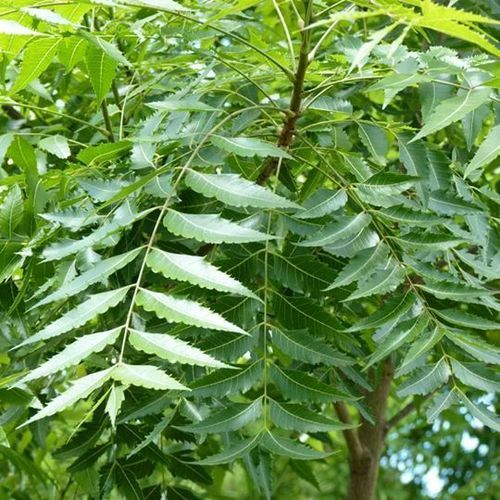 Neem Leaf