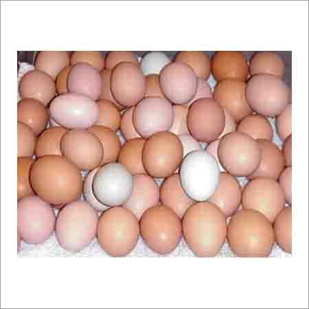 Fresh Eggs Fresh Eggs